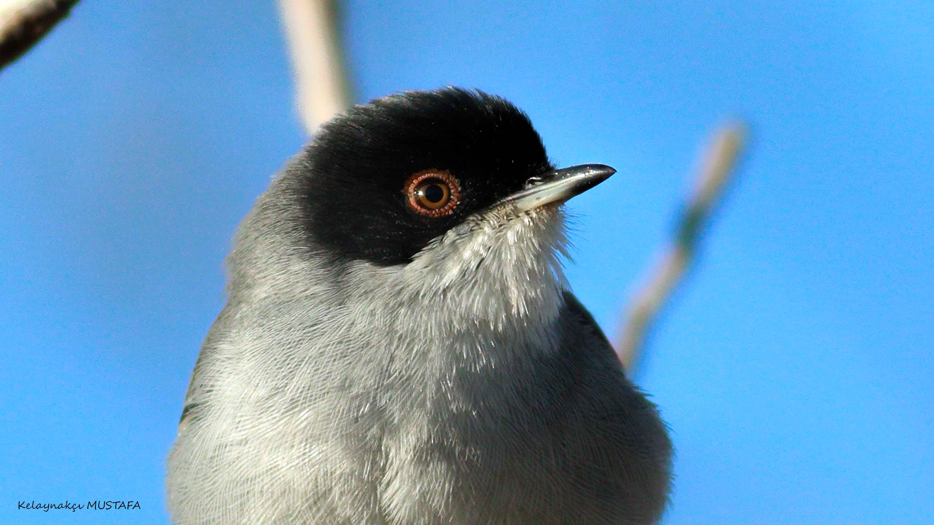 Sardinian Warbler